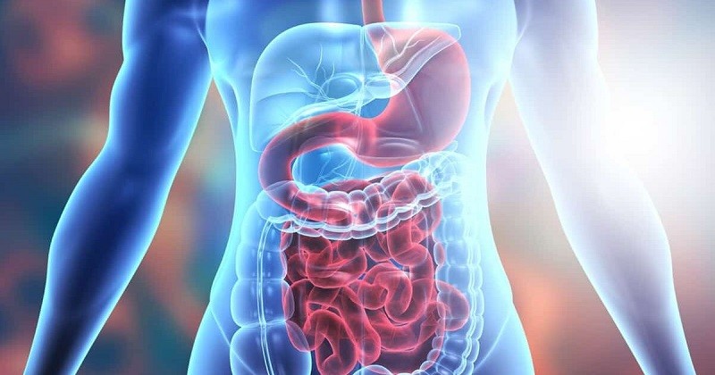 Hệ tiêu hóa và sự liên kết với các cơ quan khác