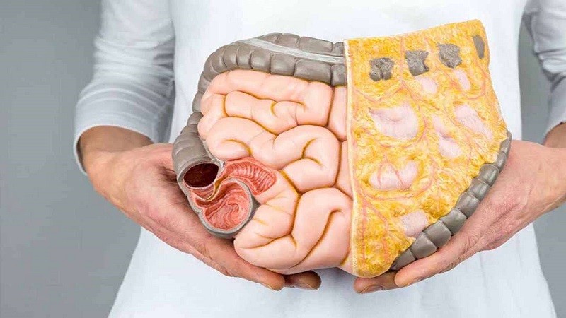 Mô tả hoạt động của hệ tiêu hóa