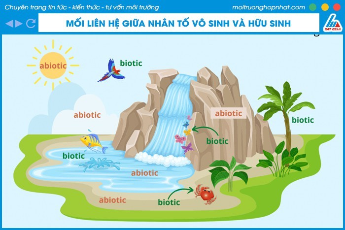 Mối liên hệ giữa nhân tố vô sinh và nhân tố hữu sinh