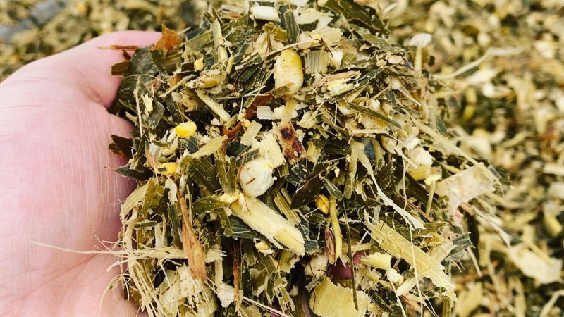 Ủ chua thức ăn gia súc