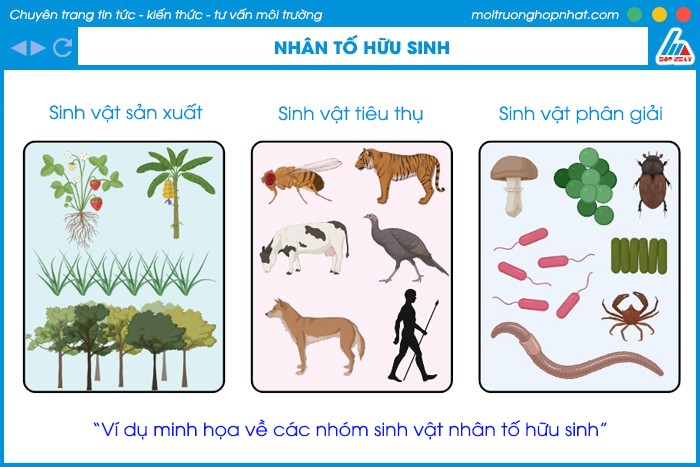Ví dụ về nhân tố hữu sinh